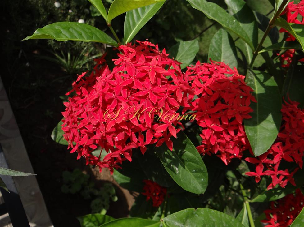  Inflorescences